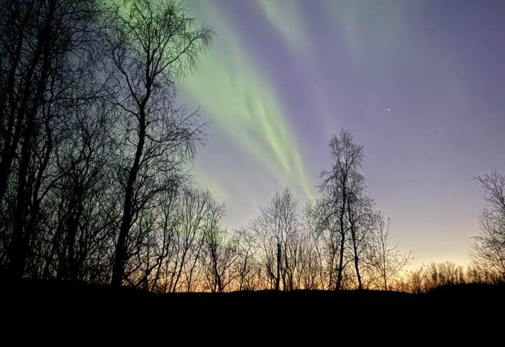 Aurora behind bare winter trees