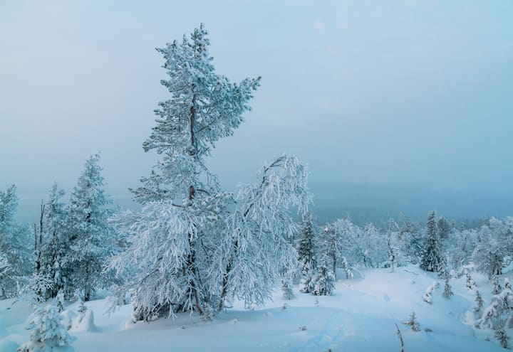 Snow-laden pines on the north side of Lommoltunturi in Pallas-Yllästunturi National Park