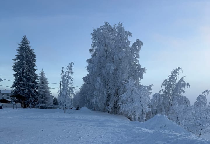 Snow trail bordered by heavily frosted trees